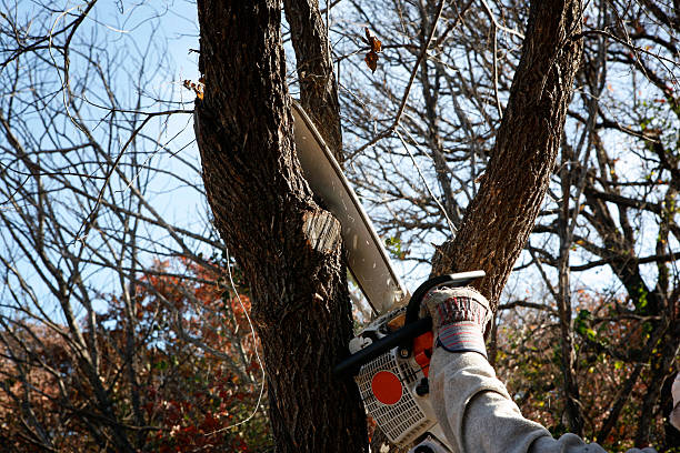 Brockport, NY Tree Services Company