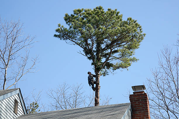 Mulching Services in Brockport, NY